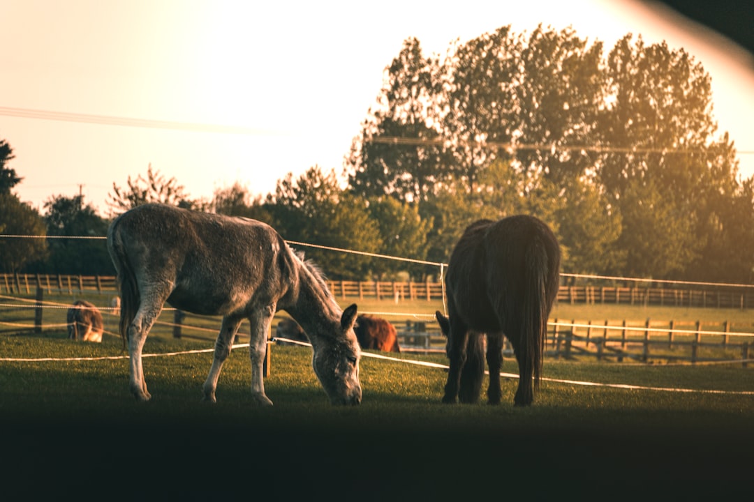 Falusi CSOK települések listája